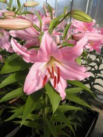 [1772 Vitara No01.JPG]